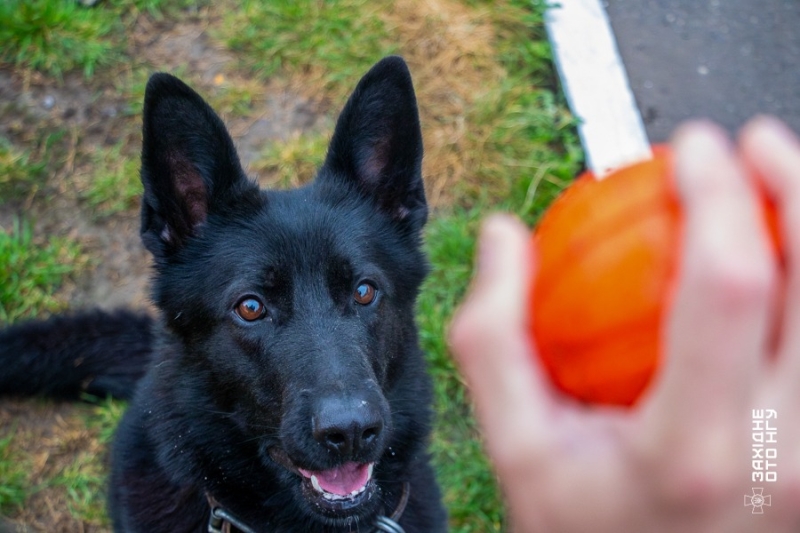 У вінницькій частині Нацгвардії розказали історії гвардійця-кінолога та його службових собак