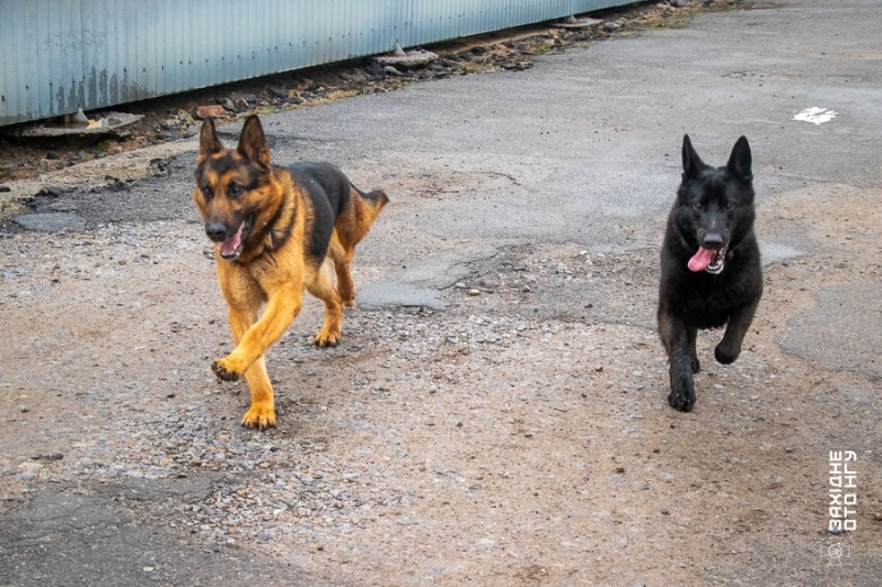 У вінницькій частині Нацгвардії розказали історії гвардійця-кінолога та його службових собак