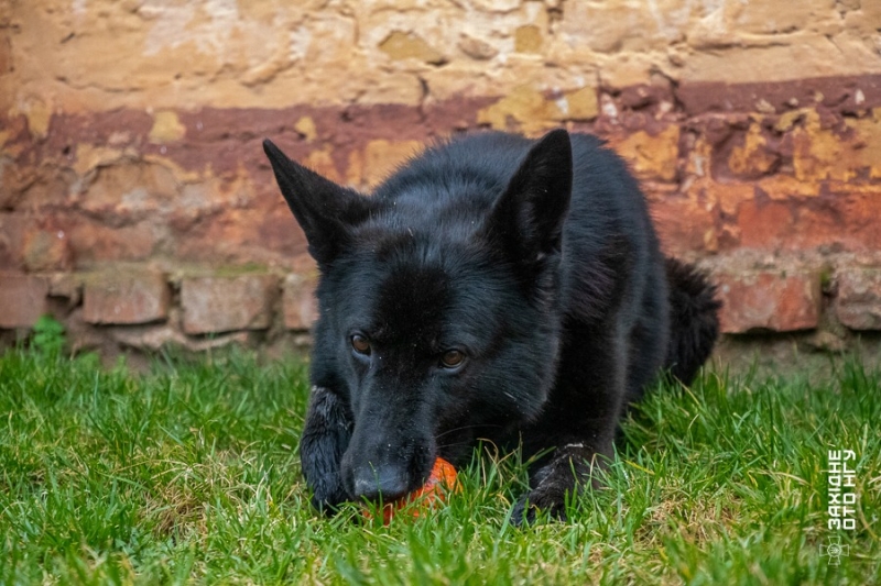У вінницькій частині Нацгвардії розказали історії гвардійця-кінолога та його службових собак