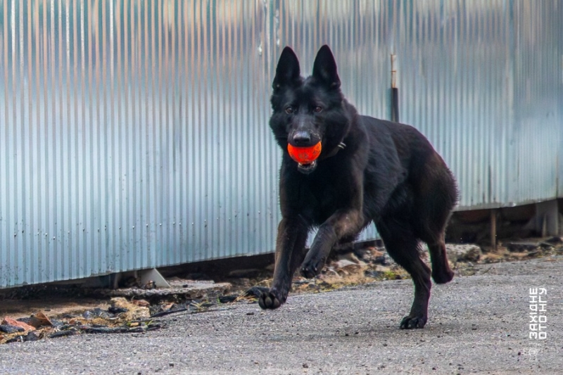 У вінницькій частині Нацгвардії розказали історії гвардійця-кінолога та його службових собак