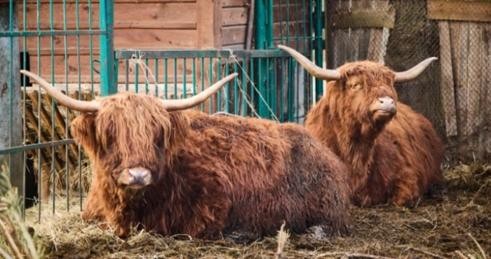 У зоопарку Луцька змінилася ціна квитків