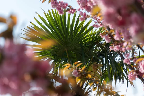 В Ужгороді – пік цвітіння сакур