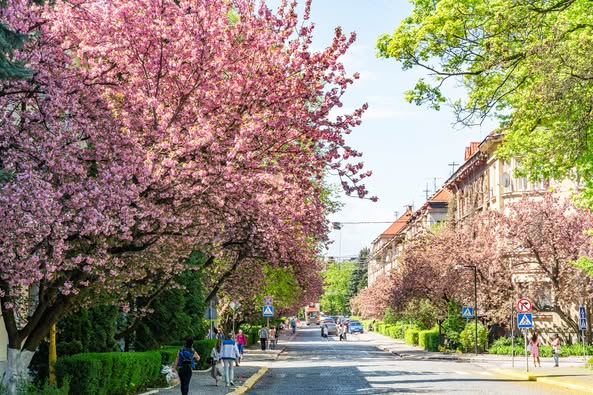 В Ужгороді – пік цвітіння сакур