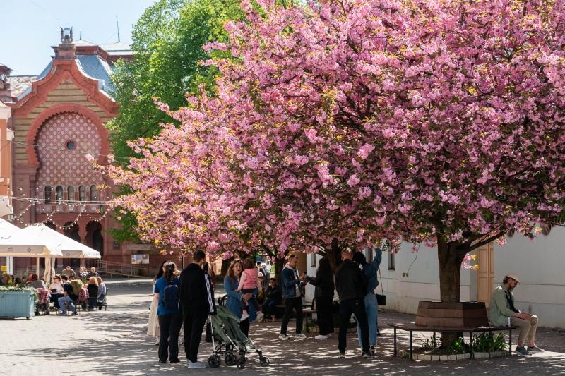 В Ужгороді – пік цвітіння сакур
