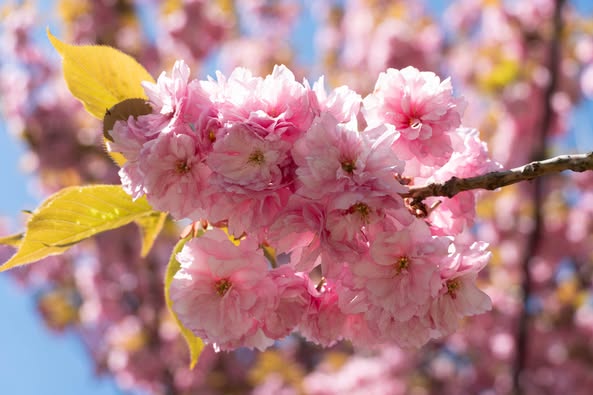 В Ужгороді – пік цвітіння сакур