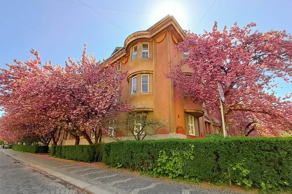 В Ужгороді – пік цвітіння сакур