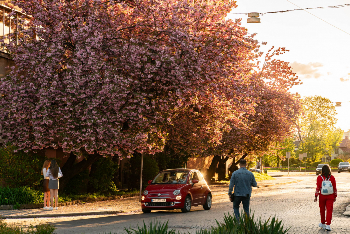 В Ужгороді – пік цвітіння сакур