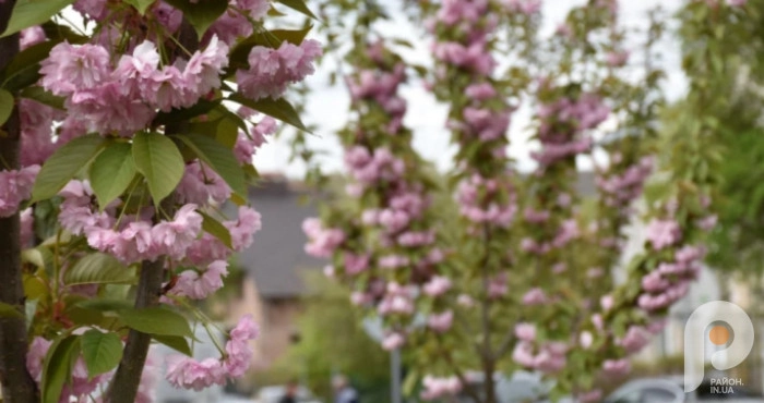 Весна на підході: у Луцьку з  14 квітня потеплішає до +22