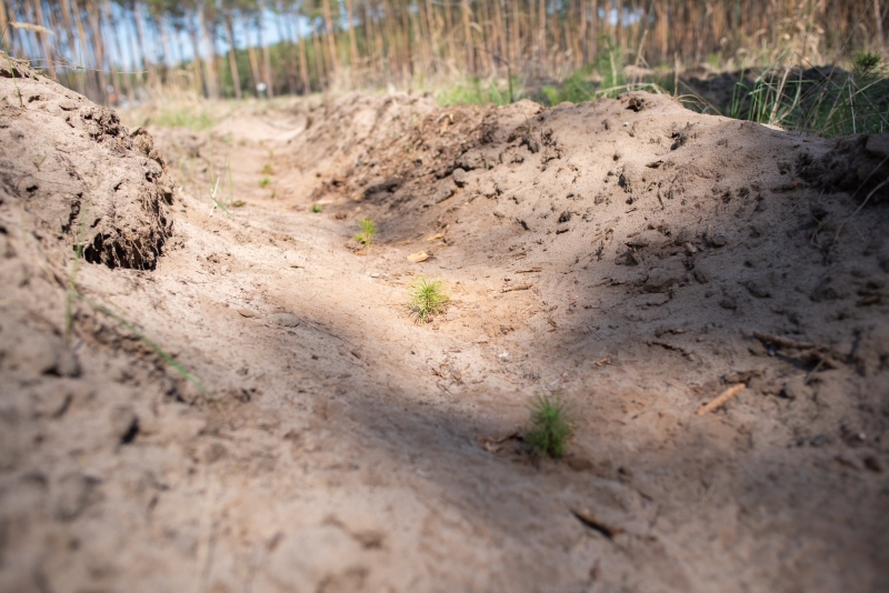 &laquo;Зелена країна&raquo;: представники обласної ради, ОВА разом із олімпійським чемпіоном і лісівниками висадили ліс