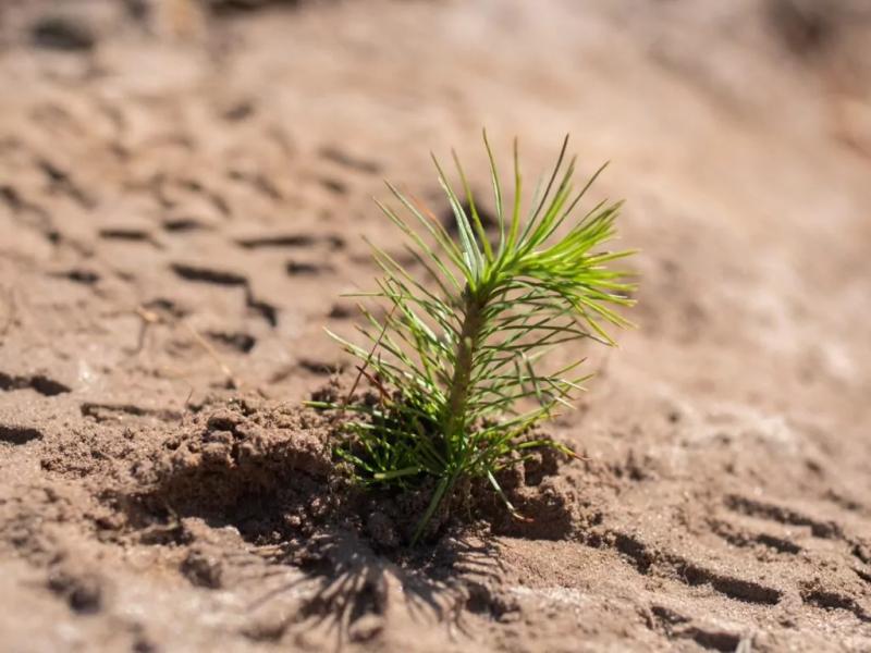 &laquo;Зелена країна&raquo;: представники обласної ради, ОВА разом із олімпійським чемпіоном і лісівниками висадили ліс
