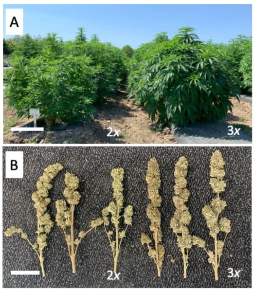 Триплоїдне насіння коноплі: що це таке та чому воно надзвичайно популярне?