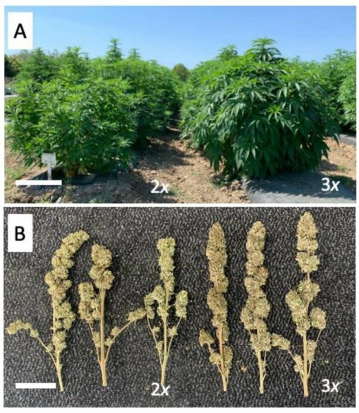Триплоїдне насіння коноплі: що це таке та чому воно надзвичайно популярне?