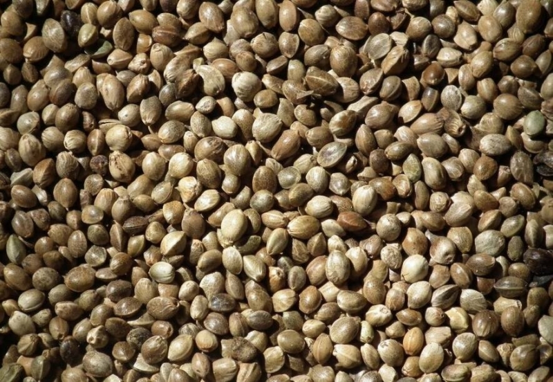 Як зберігати насіння коноплі правильно