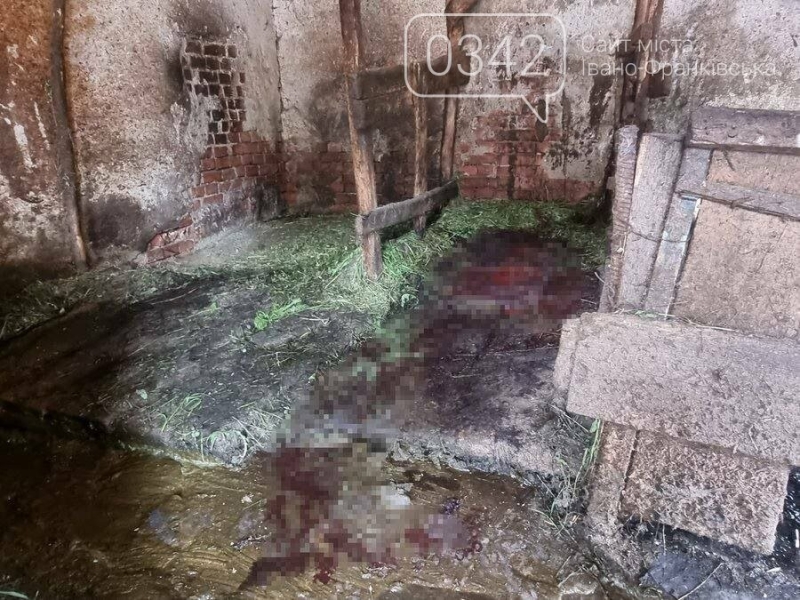 Обстріл Франківщини: загинув бичок, травмовані свині та корова (ФОТО)