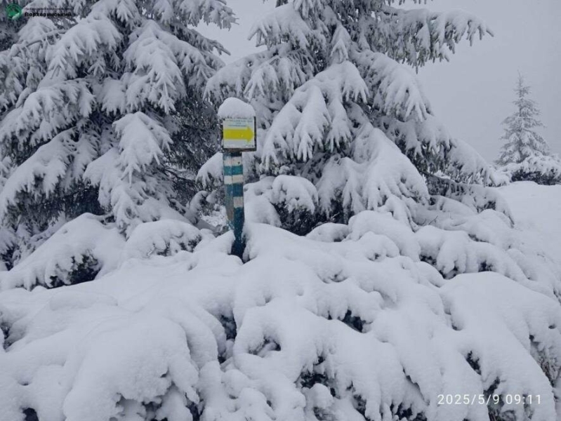 Травневий сніг у Карпатах: природа знову дивує