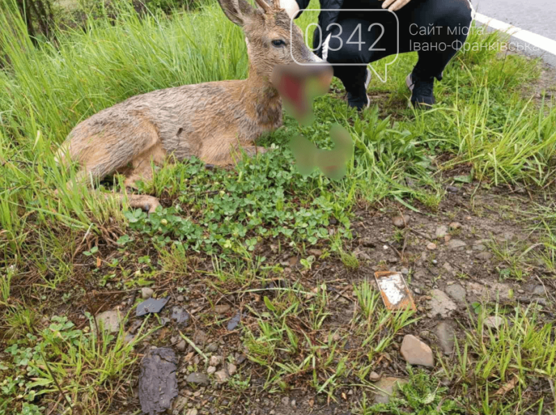 Дорога забрала життя косулі: на Прикарпатті після ДТП рятують пораненого оленя (ФОТО)