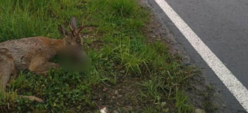 Дорога забрала життя косулі: на Прикарпатті після ДТП рятують пораненого оленя (ФОТО)