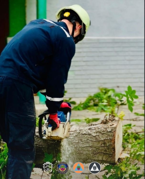У Запоріжжі прибрали десятки аварійних дерев