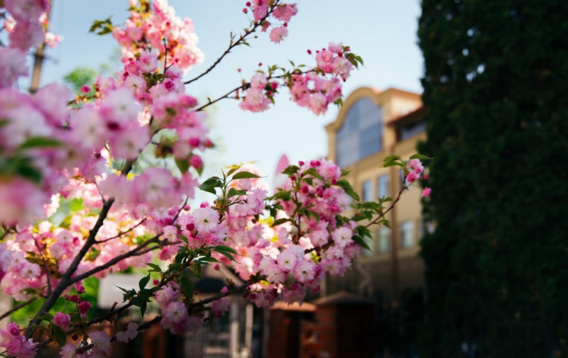 Абітурієнтам з високими балами Університет Короля Данила платитиме стипендії