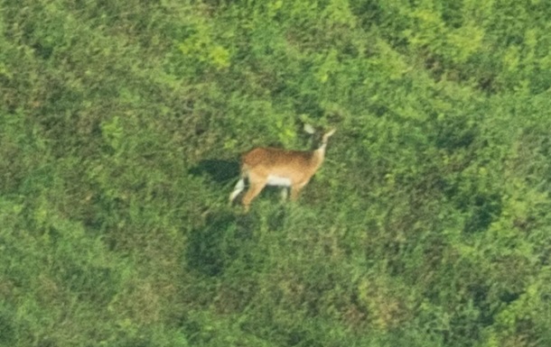 Зникаючий вид антилоп вперше сфотографований живим з 1940 року