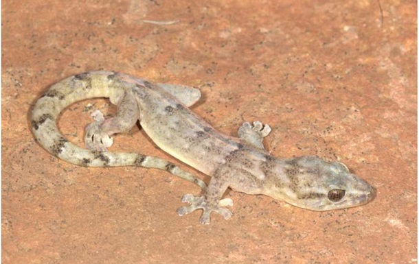 У Південній Африці знайшли вид гекона, що вважався зниклим понад 30 років