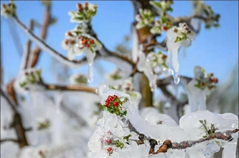 Аномальна весна: на заході України зафіксували рекордно низькі температури