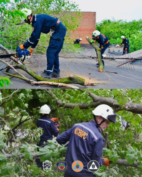 У Запоріжжі прибрали десятки аварійних дерев
