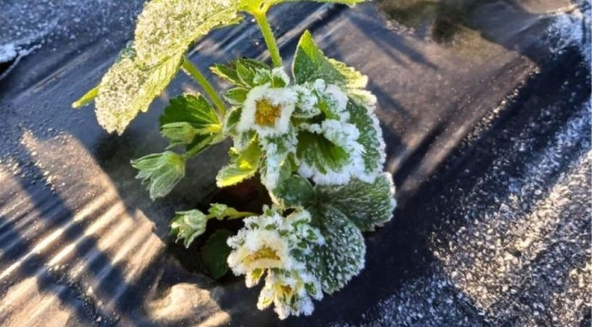 «Де не підморозило, то градом добило»: чи буде Рівненщина з городиною?