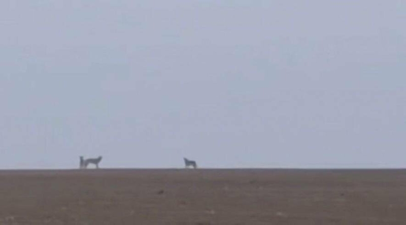 "Ті, хто ходить до автобуса, будьте обережні": на Тернопільщині помітили зграю вовків (ВІДЕО)