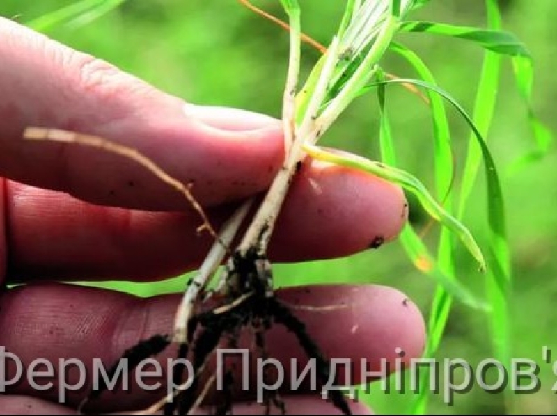 Наявні хвороби, які можуть знищити до 70% врожаю озимої пшениці