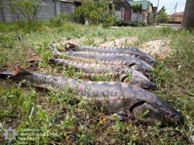 Незаконна знахідка: у миколаївця у багажнику виявили червонокнижну рибу, - ФОТО