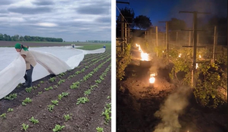 Травневі морози вбили врожай: українці можуть залишитися без овочів і ягід (відео)