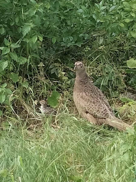 У ботсаду ДНУ оселилася родина фазанів з курчам