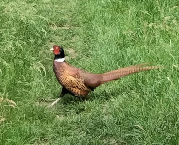 У ботсаду ДНУ оселилася родина фазанів з курчам