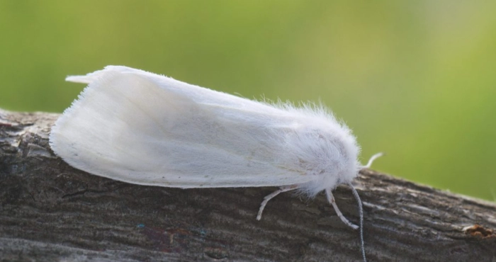 У Луцьку оголосили карантин через поширення американського білого метелика