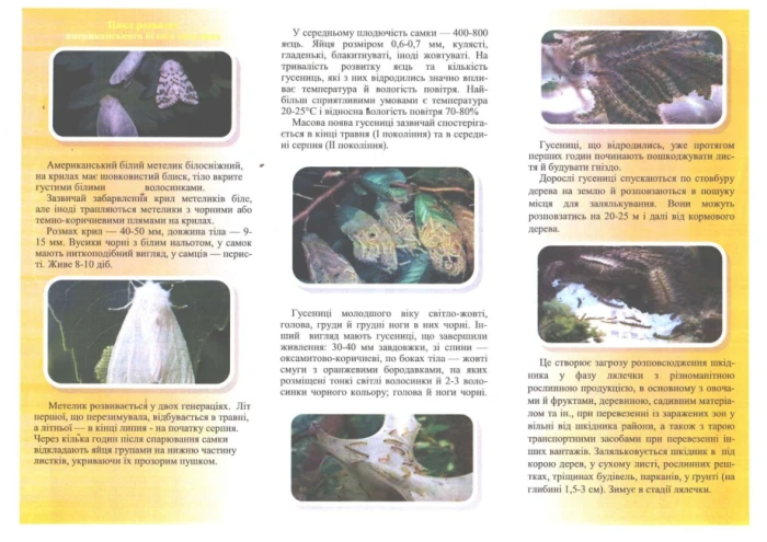 У Луцьку оголосили карантин через поширення американського білого метелика