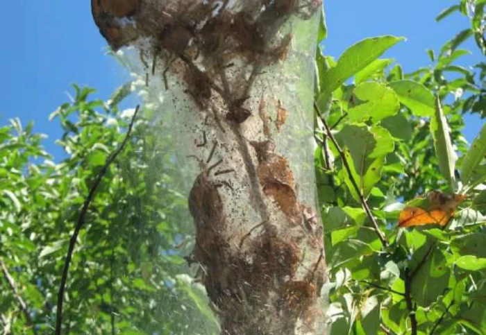 У Луцьку оголосили карантин через поширення американського білого метелика