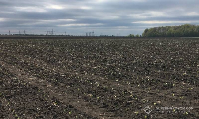 Весняні заморозки на Рівненщині пошкодили врожай