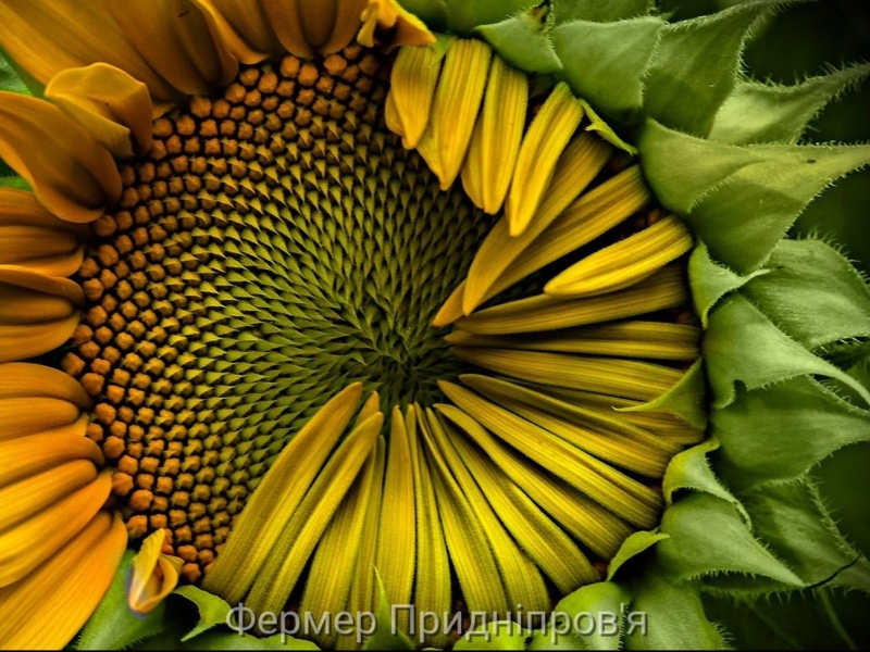 За прогнозами експертів, урожай соняшнику цього сезону зменшиться майже на 20%