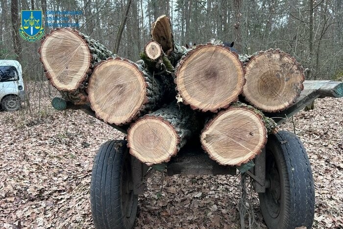 На Хмельниччині судитимуть чоловіка за незаконну вирубку дубів на понад пів мільйона гривень
