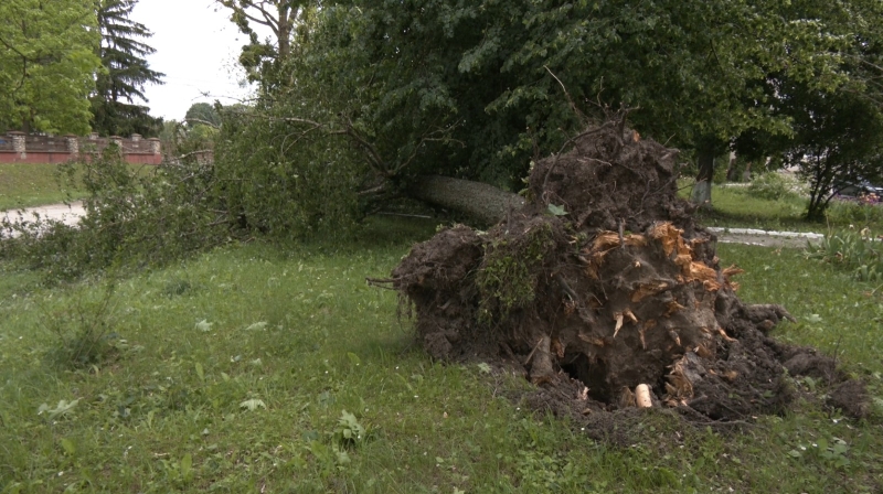 Смерч на Тернопільщині: дахи літали, повалені дерева падали на будинки (ФОТО, ВІДЕО)