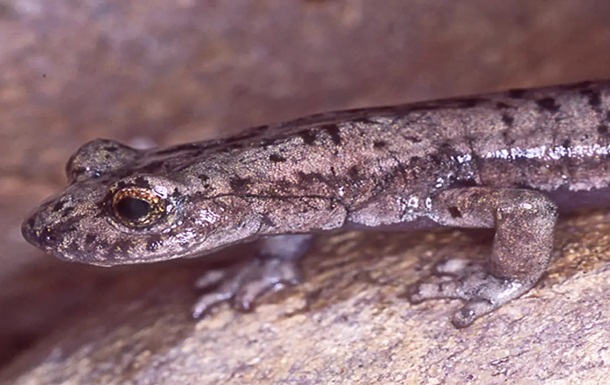 У США виявили новий вимерлий вид саламандри