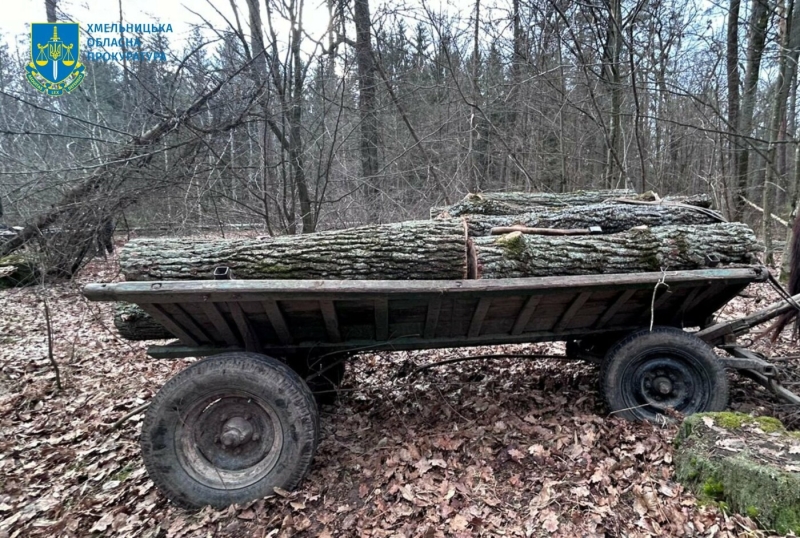 На Хмельниччині судитимуть чоловіка за незаконну вирубку дубів на понад пів мільйона гривень