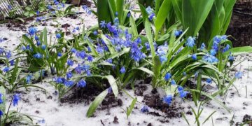 На Чернігівщині вночі очікуються сильні заморозки