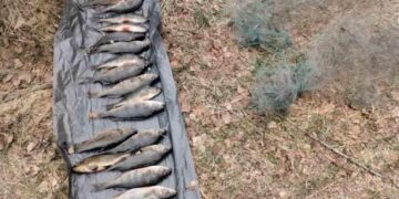 Ловив рибу під час нересту сітками з човна: на Чернігівщині рибалка завдав шкоди державі на 60 тисяч грн
