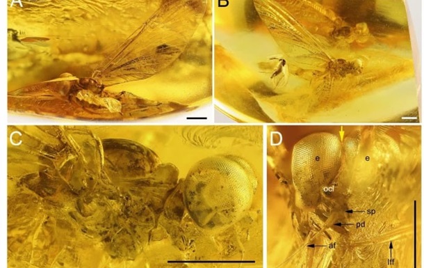 Українські вчені назвали новий вид комах на честь Небесної Сотні