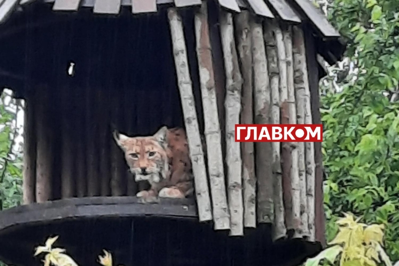 Хто купає слона і що робити, коли у бегемота нема настрою? Ранкова прогулянка київським зоопарком