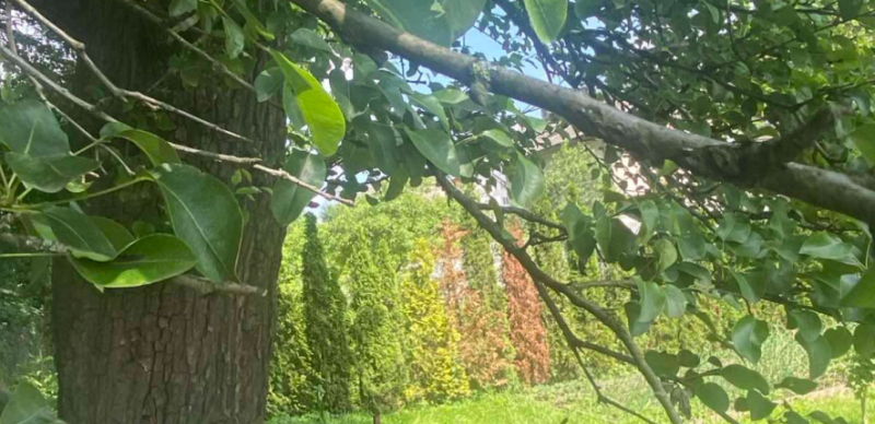 Дерево-прабабуся: як одна груша стала сортом для цілого міста (ФОТО)