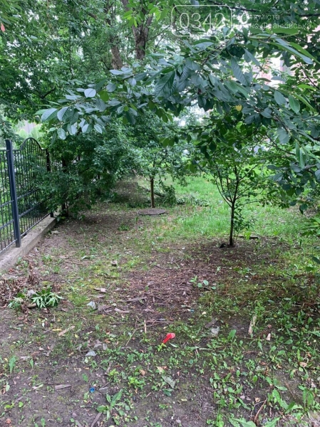 В Івано-Франківську на тротуар буревій повалив дерево: вітер не стихає (ФОТО)