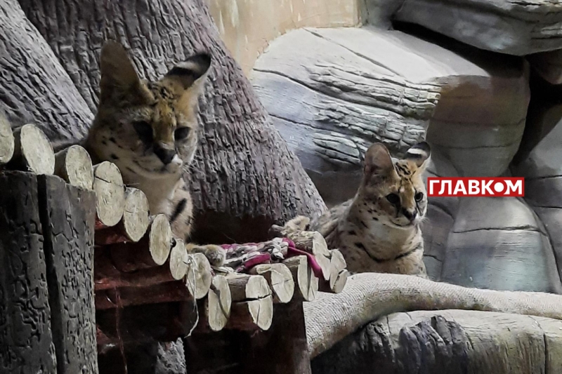 Хто купає слона і що робити, коли у бегемота нема настрою? Ранкова прогулянка київським зоопарком